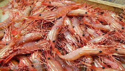 #وزارة الثروة السمكية تعلن إغلاق موسم اصطياد الجمبري الساحلي في البحر الأحمر