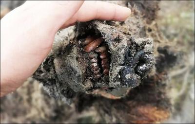 العثور على مومياء دب انقرض منذ 15 ألف عام في سيبيريا