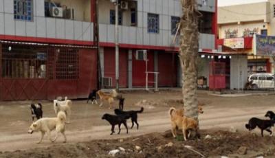 "داعش" يلاحق الكلاب السائبة في الموصل.. ما السبب؟‎!
